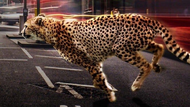Survival Isn’t Good Enough: Introducing HPE Nimble Storage